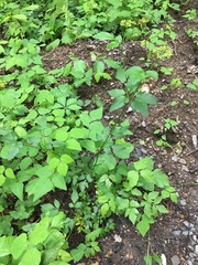 Thaspium trifoliatum
