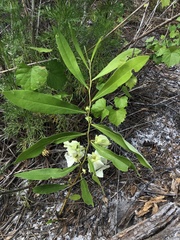 Asimina angustifolia