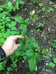 Thaspium trifoliatum