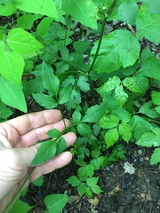 Thaspium trifoliatum
