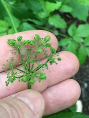 Thaspium trifoliatum