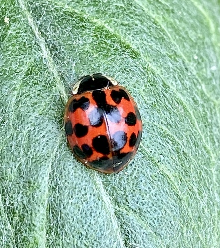 iNaturalist observation photo of Asian Lady Beetle