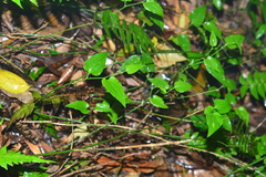 Smilax sieboldii
