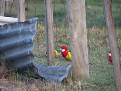 Platycercus eximius diemenensis