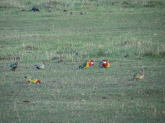 Platycercus eximius diemenensis