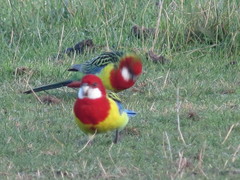 Platycercus eximius diemenensis