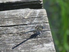 Arigomphus cornutus