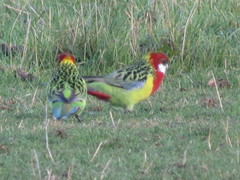 Platycercus eximius diemenensis