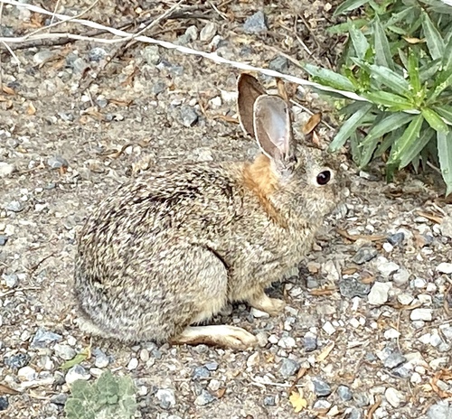 iNaturalist observation photo of Desert Cottontail