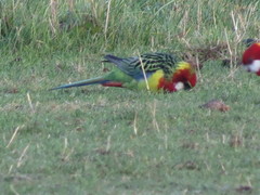 Platycercus eximius diemenensis