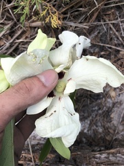 Asimina angustifolia