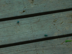 Cicindela sexguttata