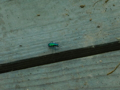 Cicindela sexguttata