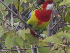 Platycercus eximius diemenensis