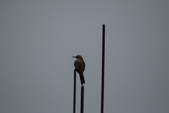 Toxostoma curvirostre