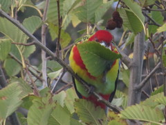 Platycercus eximius diemenensis