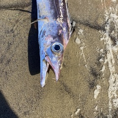 Lepidopus caudatus