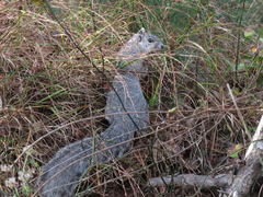 Sciurus niger cinereus