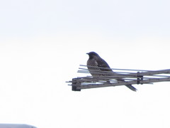 Anthochaera chrysoptera tasmanica