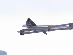 Anthochaera chrysoptera tasmanica