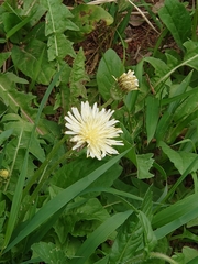 Taraxacum albidum
