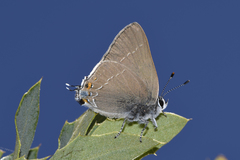 Satyrium ilavia