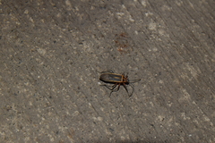 Stenomacra marginella