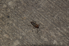 Stenomacra marginella