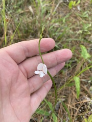 Tephrosia onobrychoides