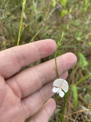 Tephrosia onobrychoides