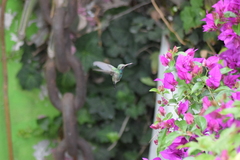 Cynanthus latirostris