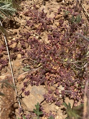 Chorizanthe polygonoides longispina