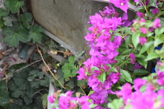 Cynanthus latirostris