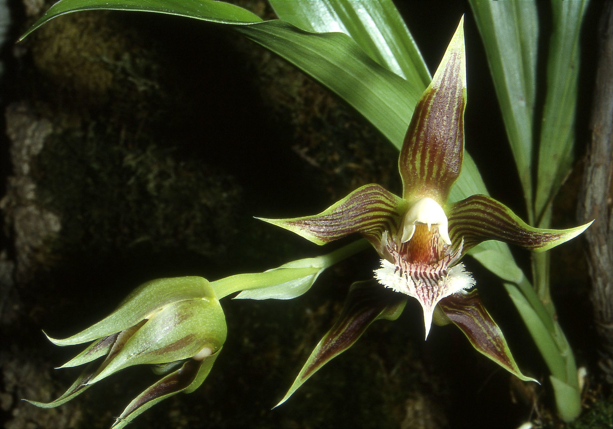Galeottia