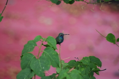 Cynanthus latirostris