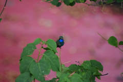 Cynanthus latirostris