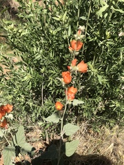 Sphaeralcea coulteri