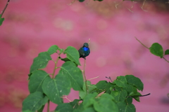 Cynanthus latirostris