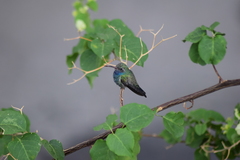 Cynanthus latirostris