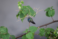 Cynanthus latirostris