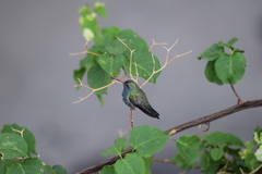 Cynanthus latirostris