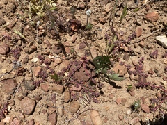 Chorizanthe polygonoides longispina