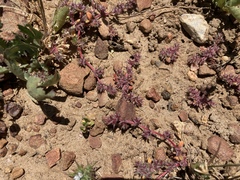 Chorizanthe polygonoides longispina
