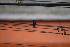 Cynanthus latirostris