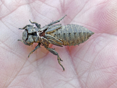 Ophiogomphus incurvatus