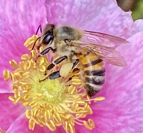 iNaturalist observation photo of Western Honey Bee