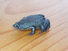 Elachistocleis pearsei