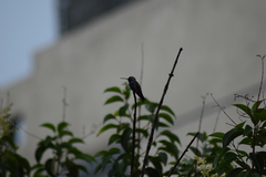 Cynanthus latirostris