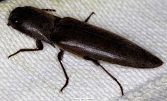 Orthostethus infuscatus