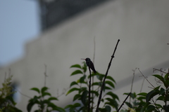 Cynanthus latirostris